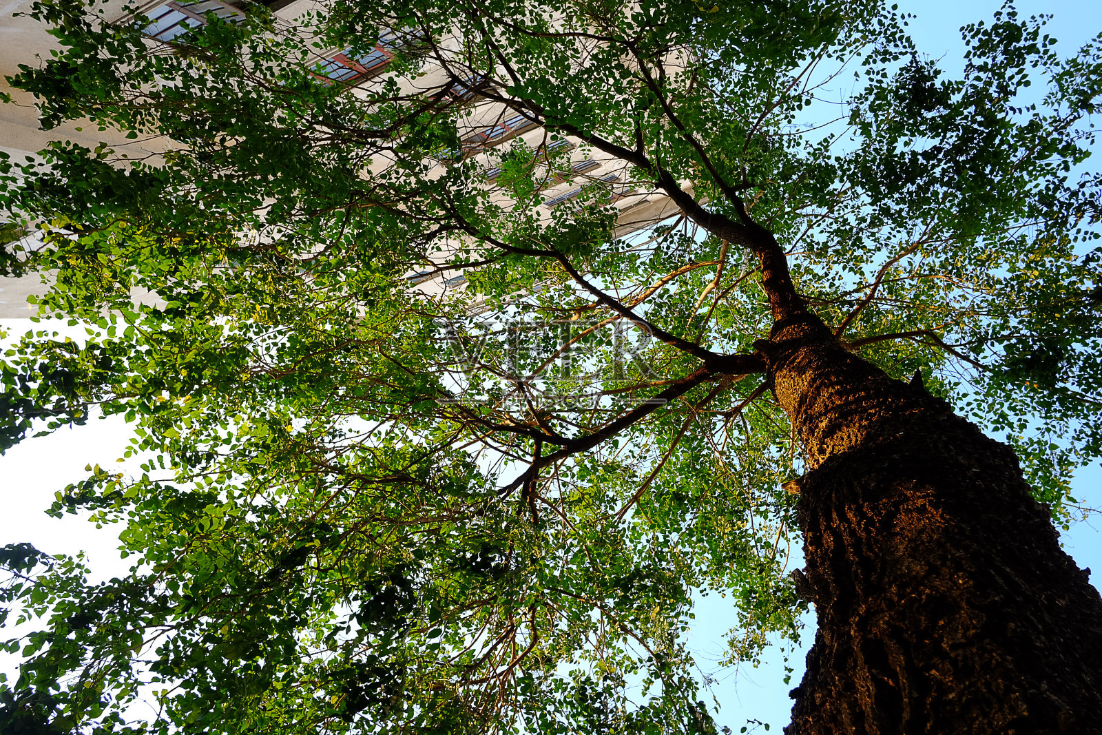 高大的树照片摄影图片