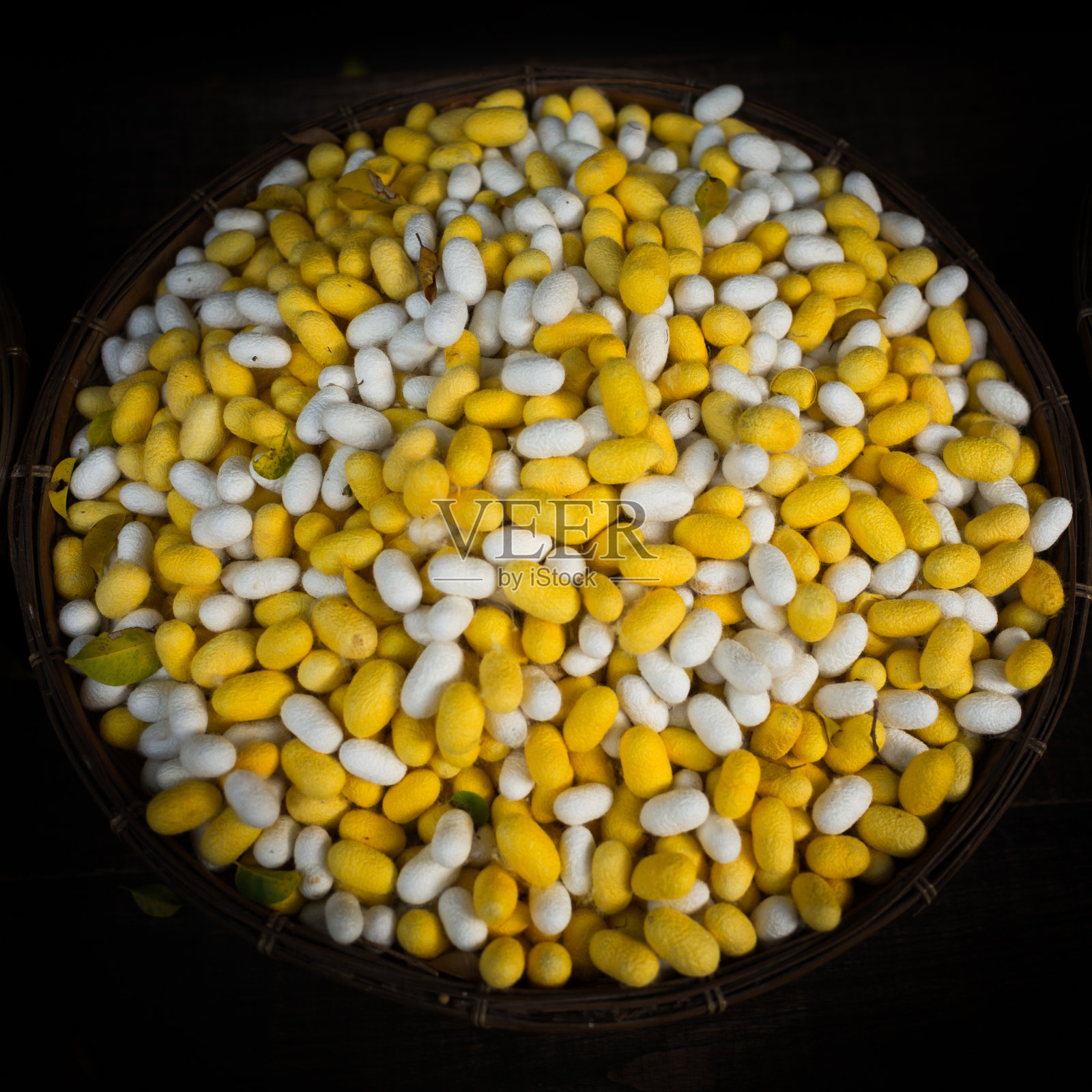 白色和黄色的蚕茧照片摄影图片