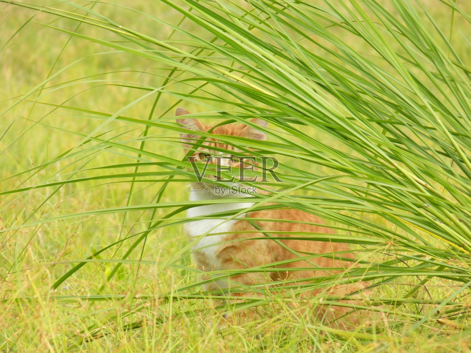 橙色的猫在草丛后面照片摄影图片