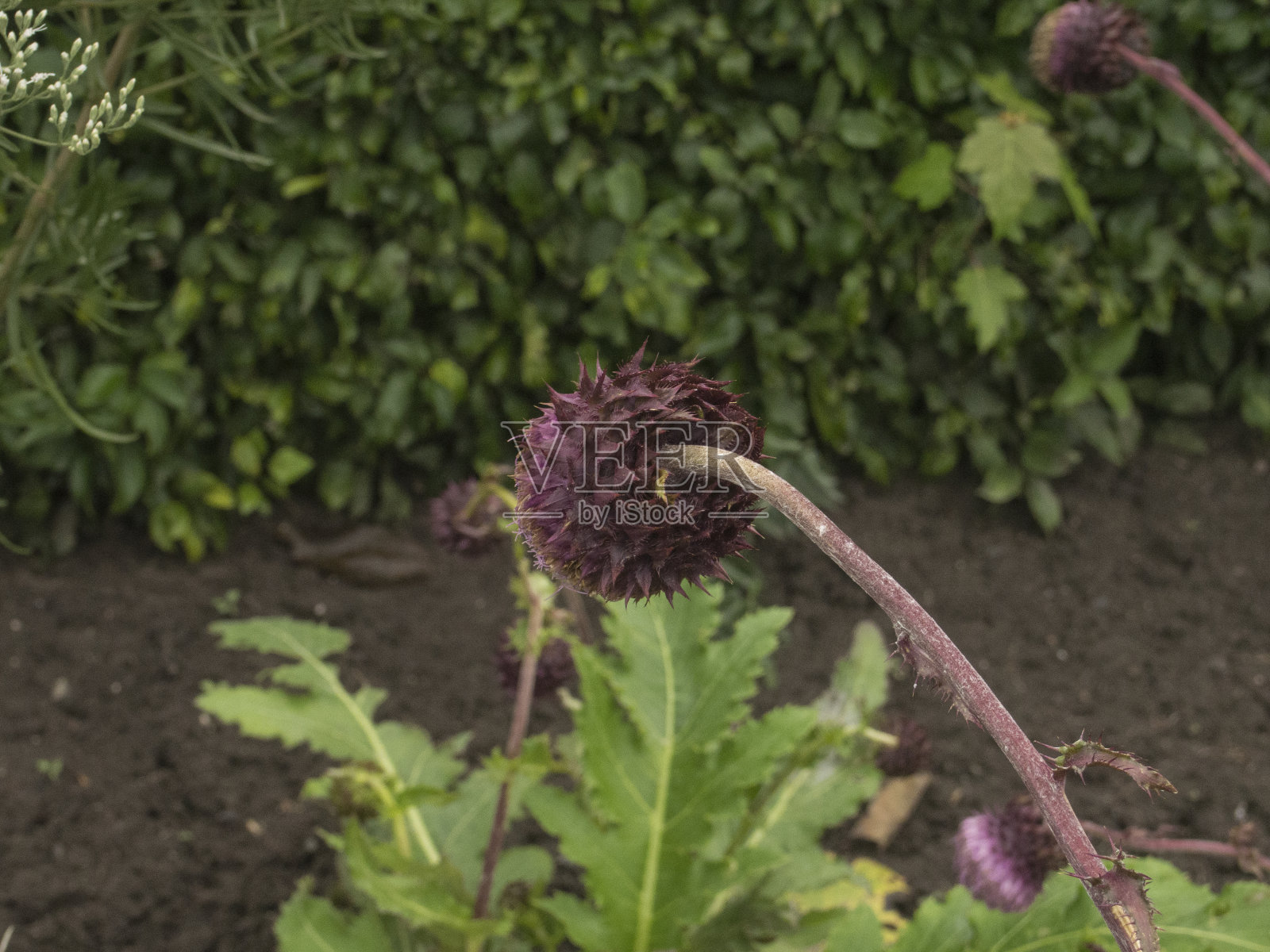 亚当的针花在花园里照片摄影图片