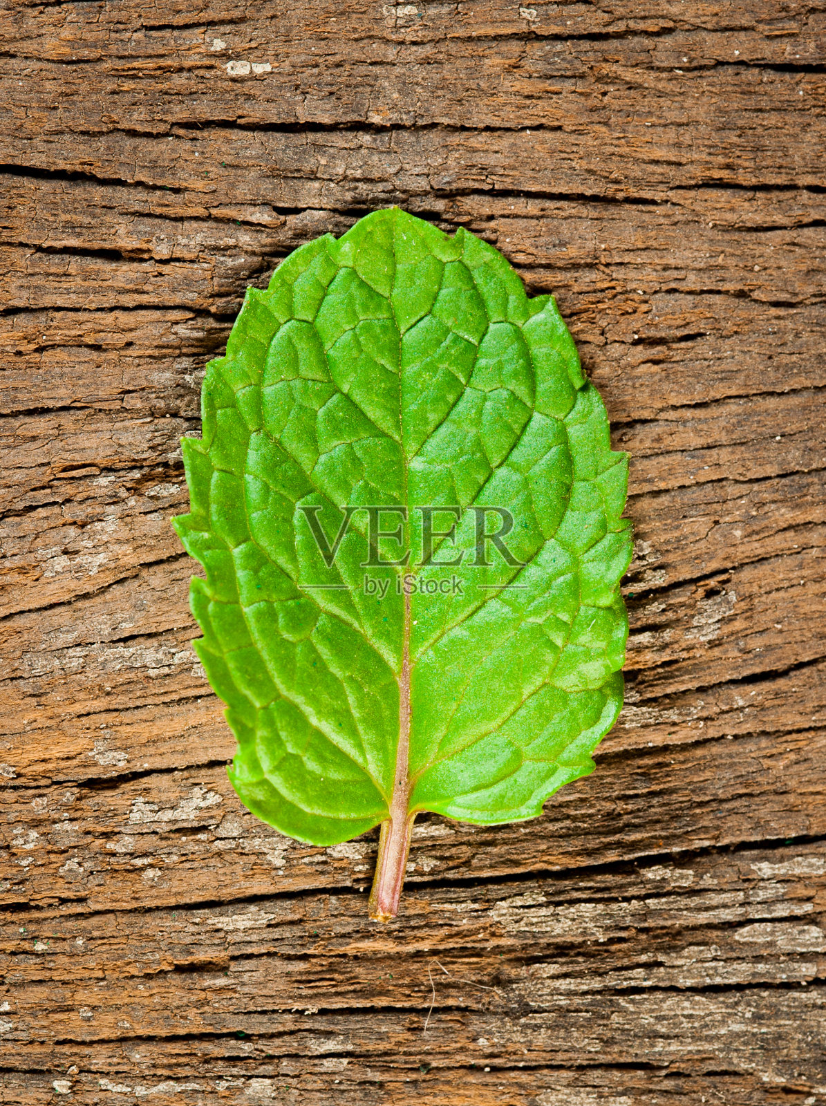 新鲜的薄荷木背景照片摄影图片