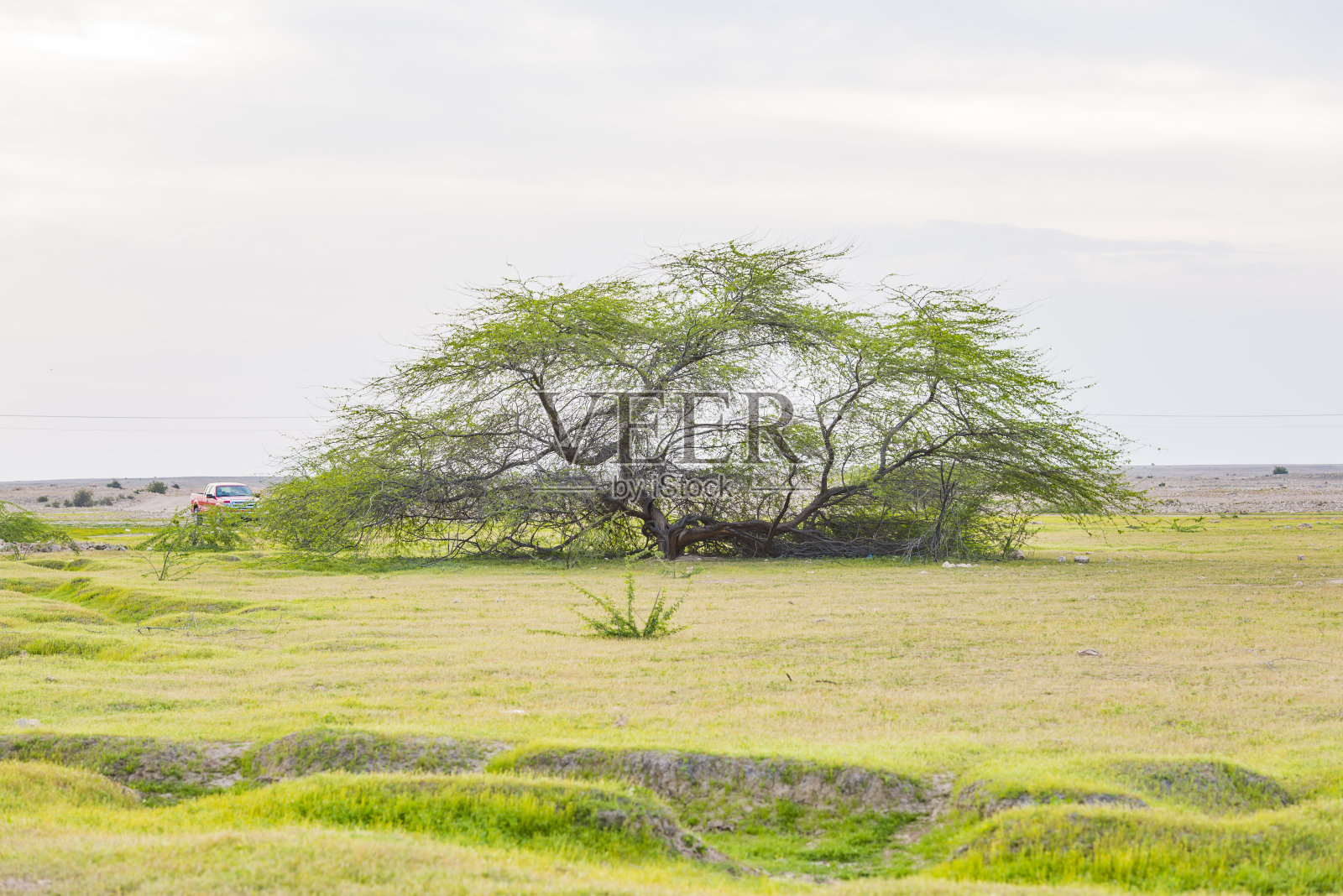 绿洲照片摄影图片