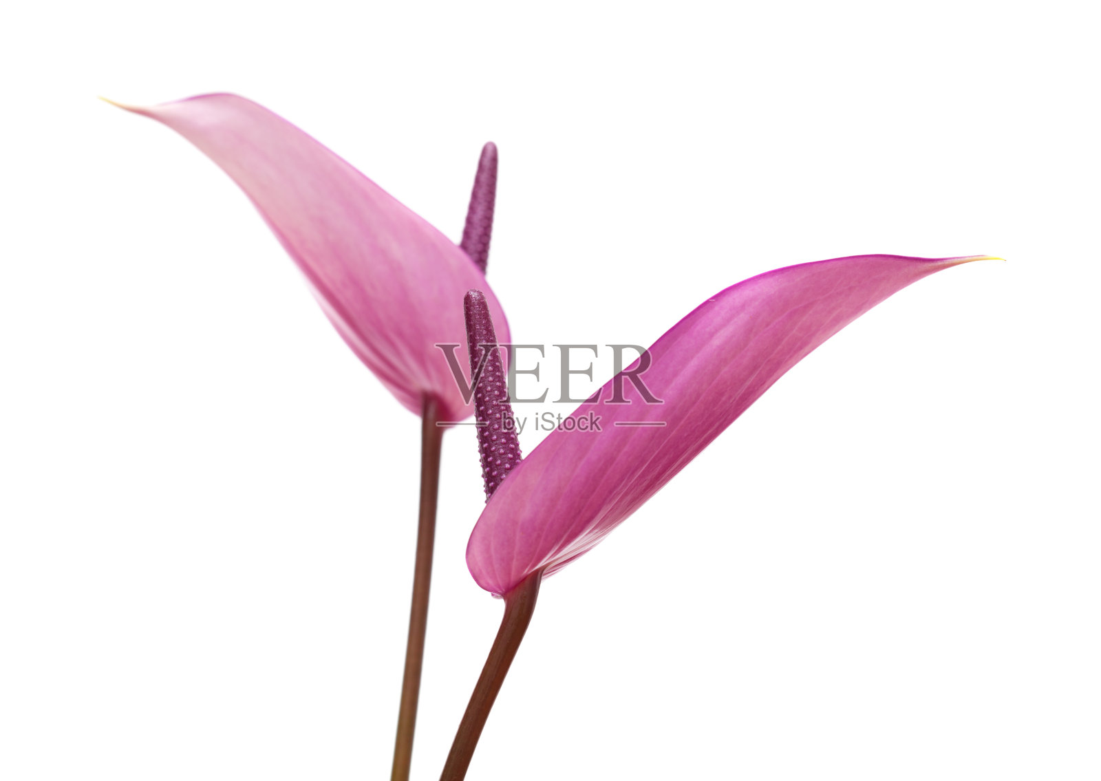 紫色的花烛属植物照片摄影图片