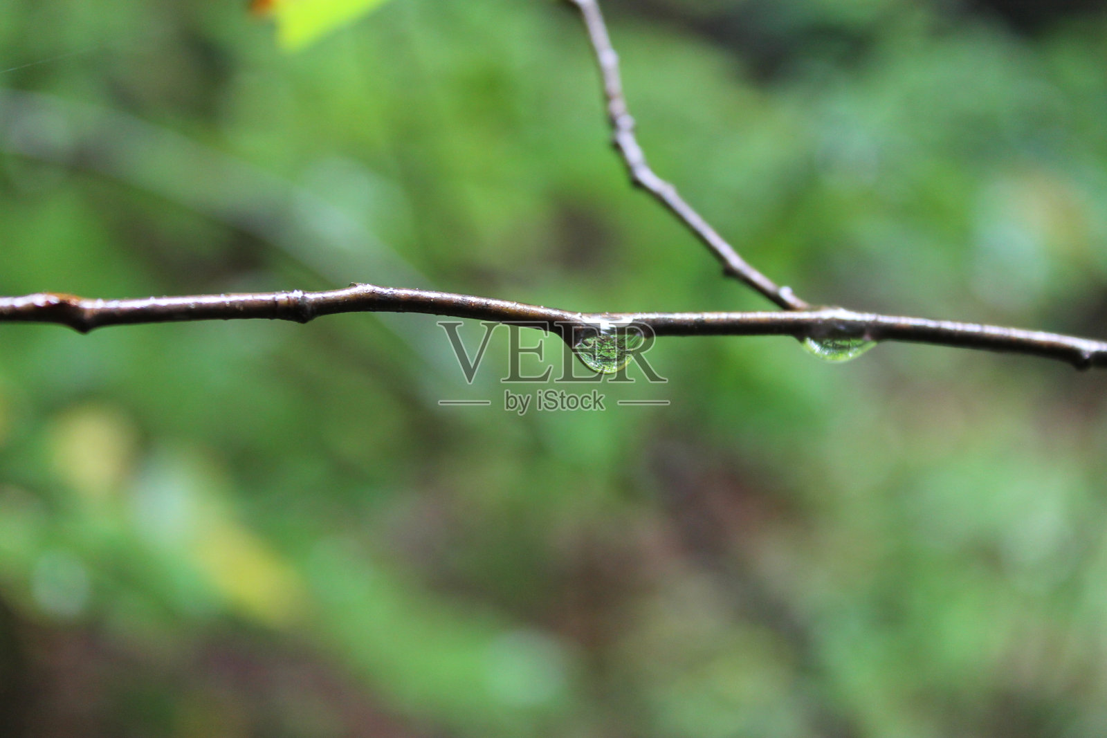 木棍上的水照片摄影图片