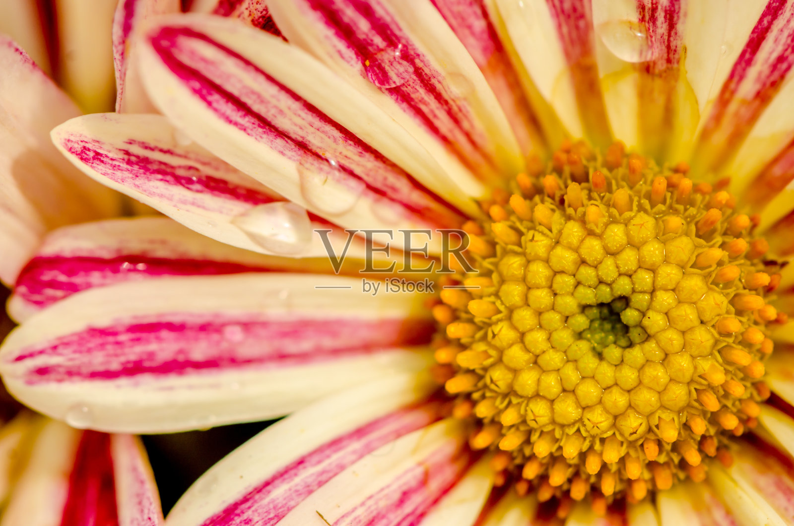 条纹的原产地花照片摄影图片