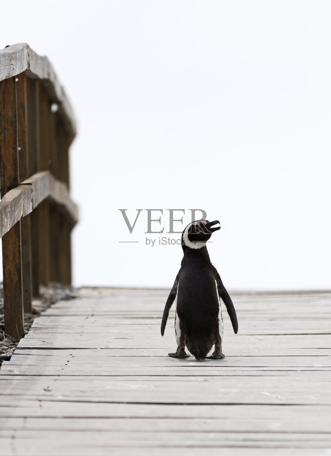 企鹅行走照片摄影图片