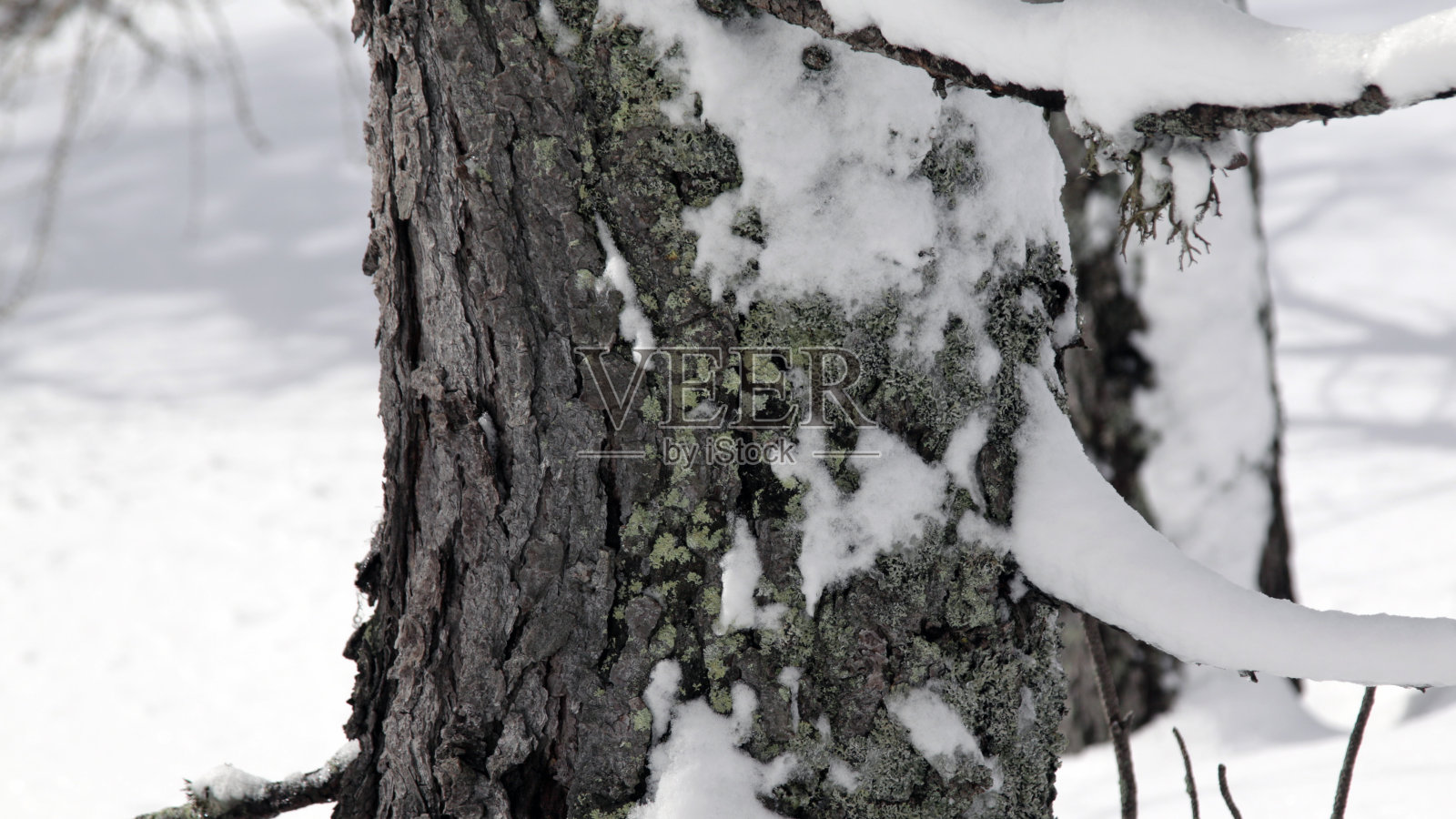 雪树上的苔藓照片摄影图片