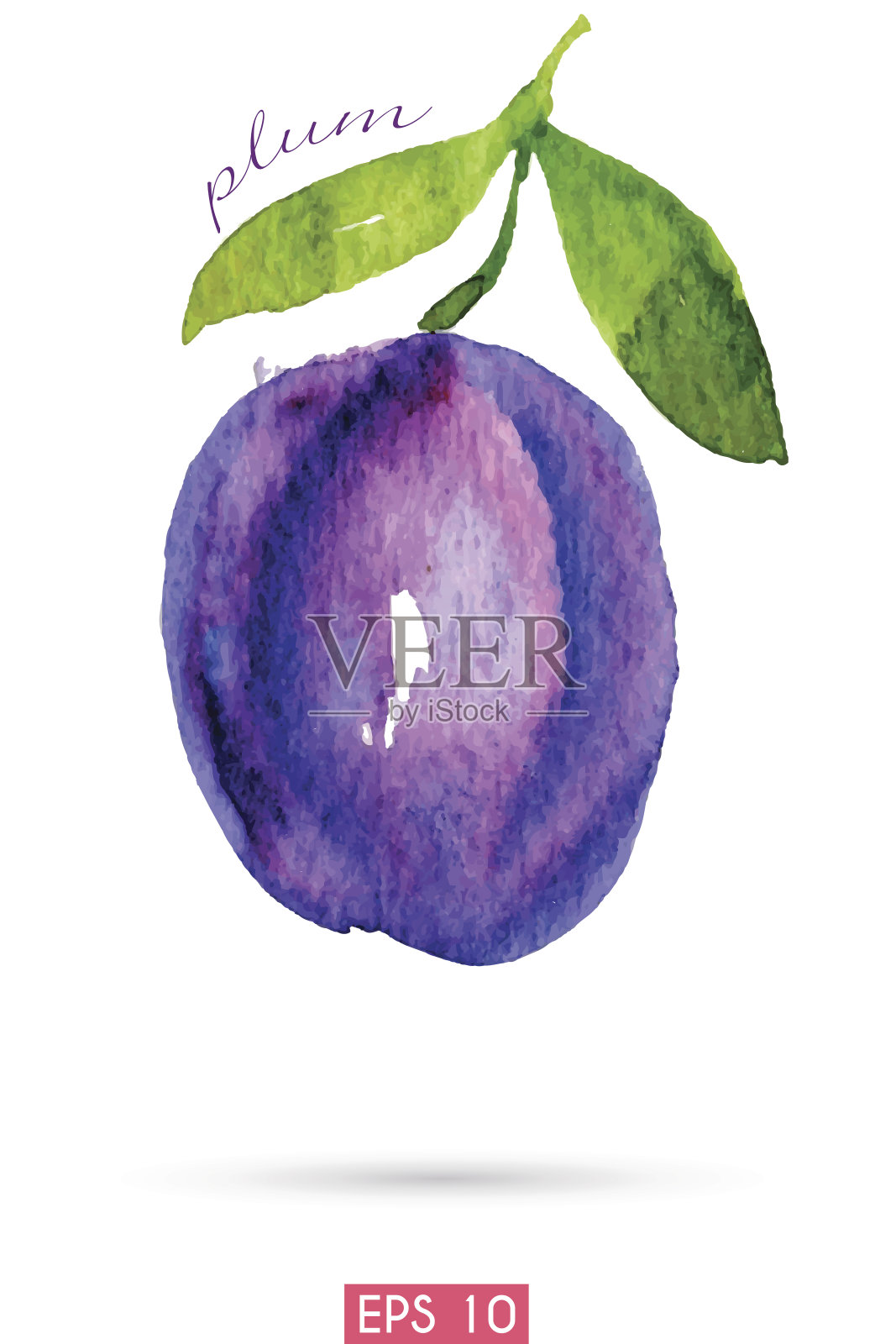 李子的水彩插图插画图片素材