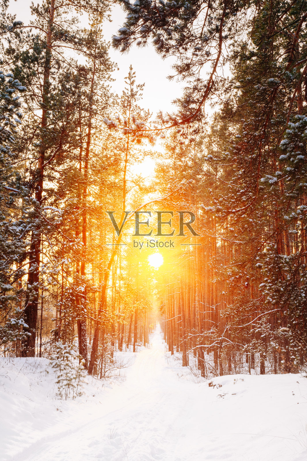 令人惊奇美丽的日落日出太阳阳光在阳光充足的冬天sn照片摄影图片