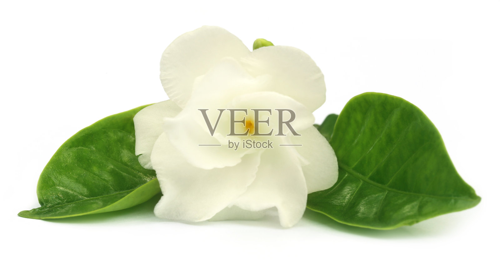 印度次大陆的一种茉莉花照片摄影图片