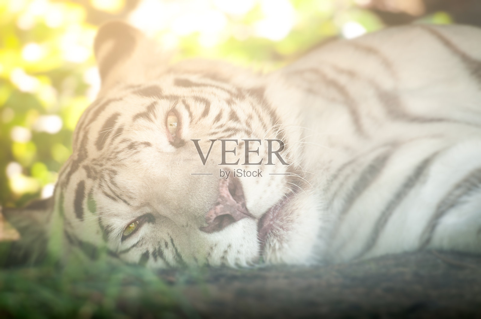 白虎躺着看相机照片摄影图片