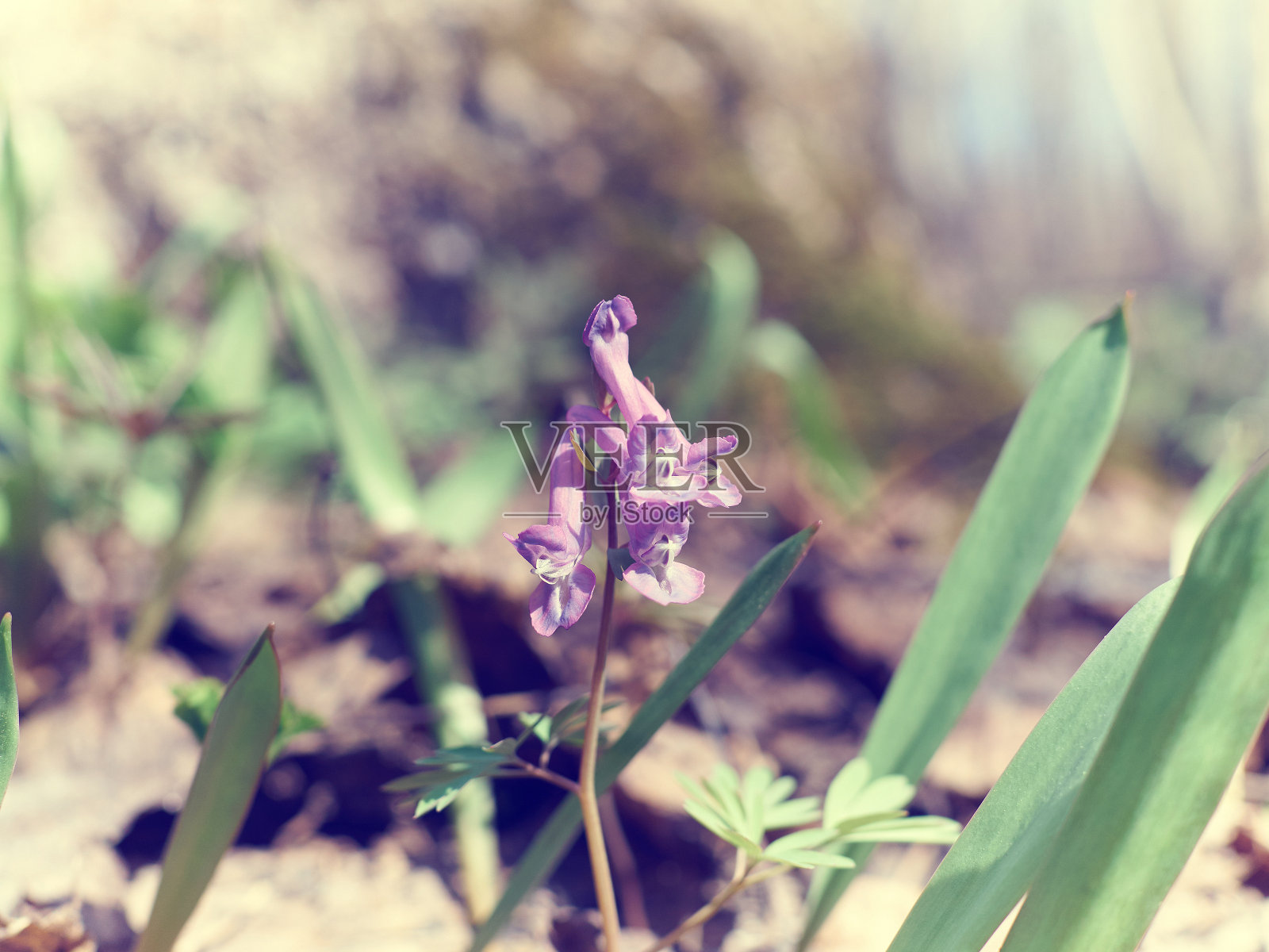 森林里第一朵春天的花。照片摄影图片