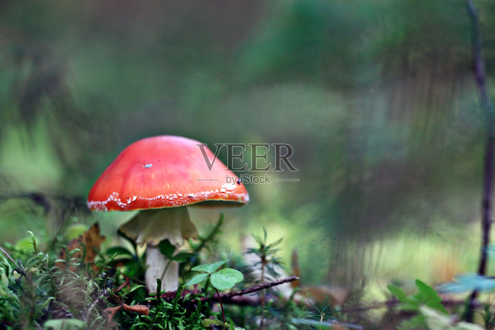 森林里的红蝇木耳照片摄影图片