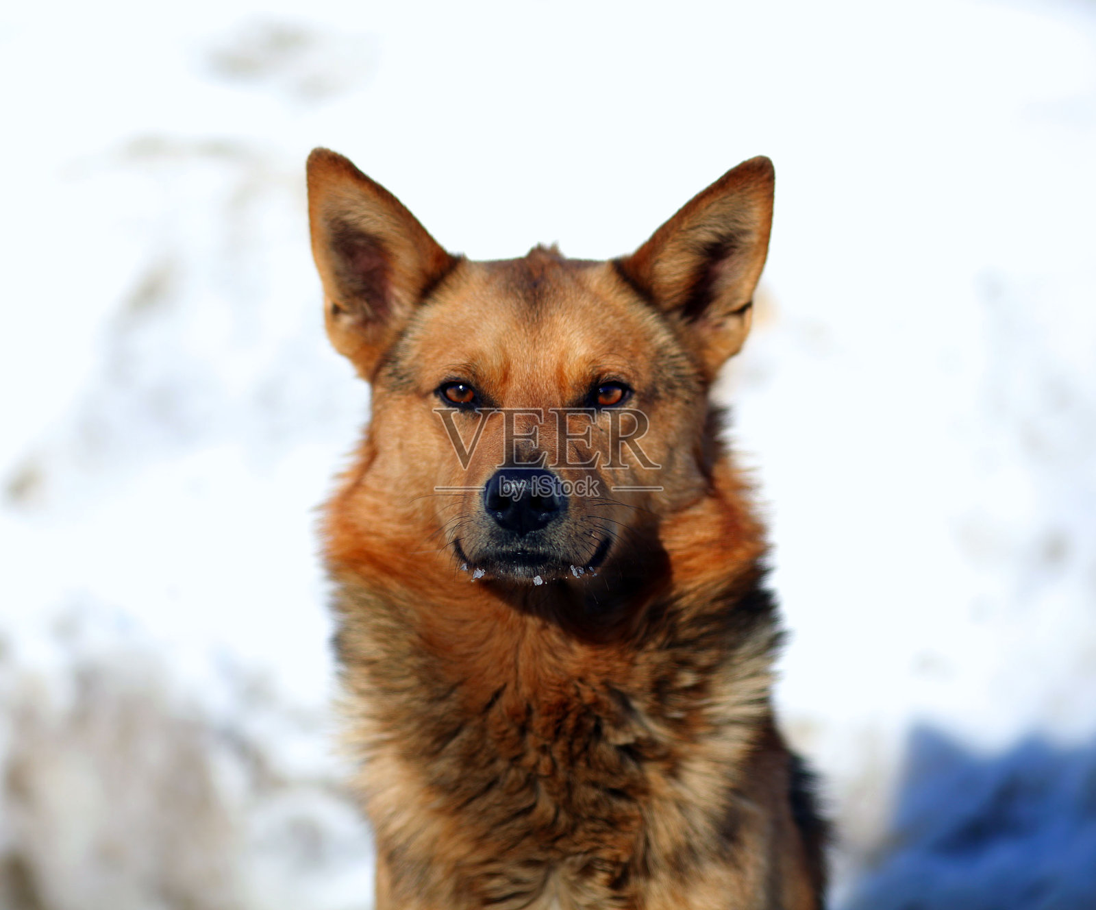 红狗的画像照片摄影图片