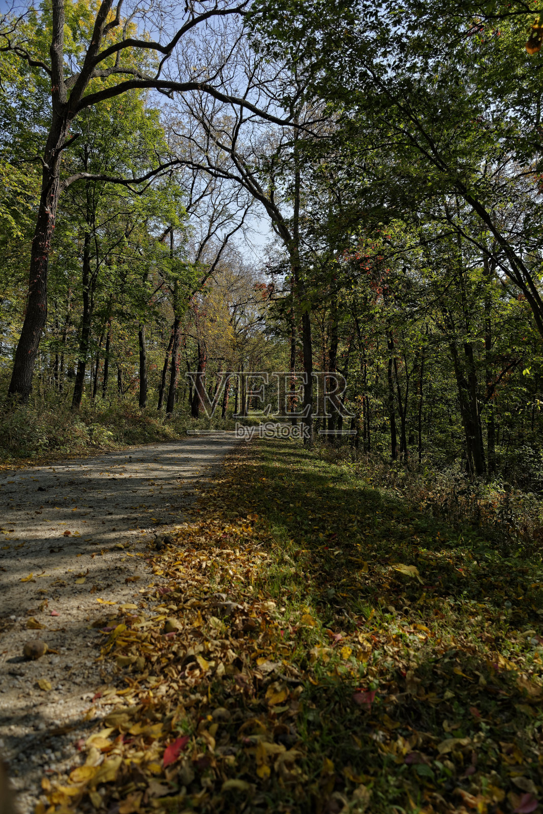 突出的树木照片摄影图片