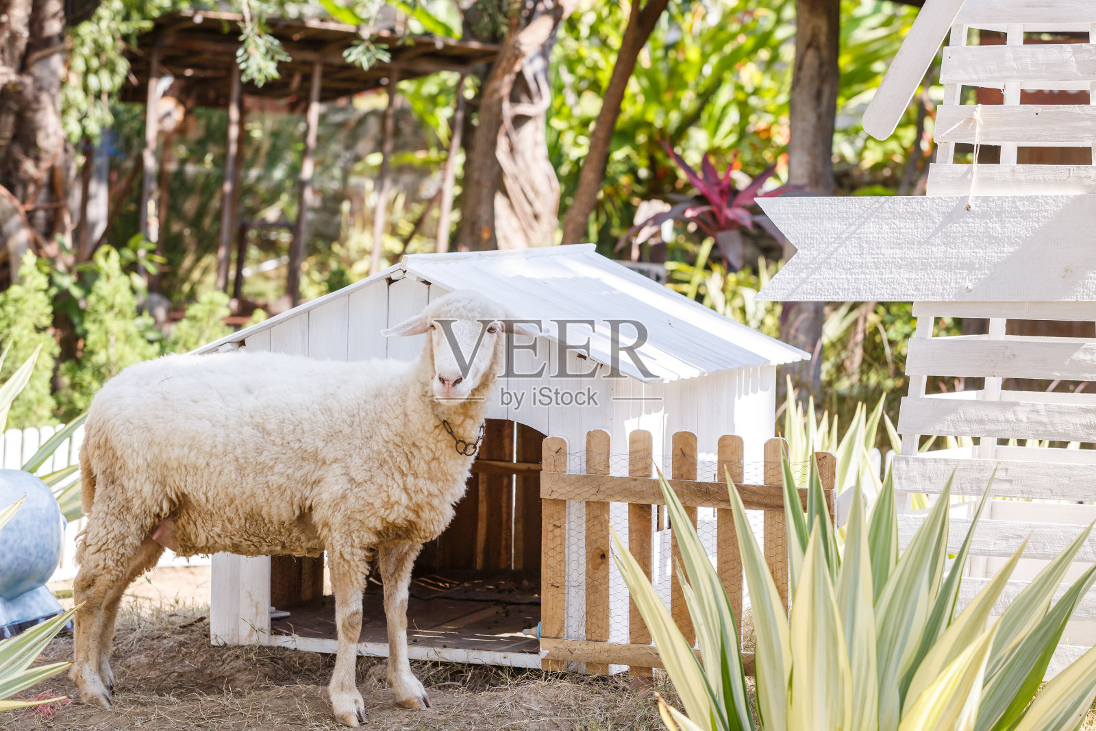 农场里的白羊照片摄影图片