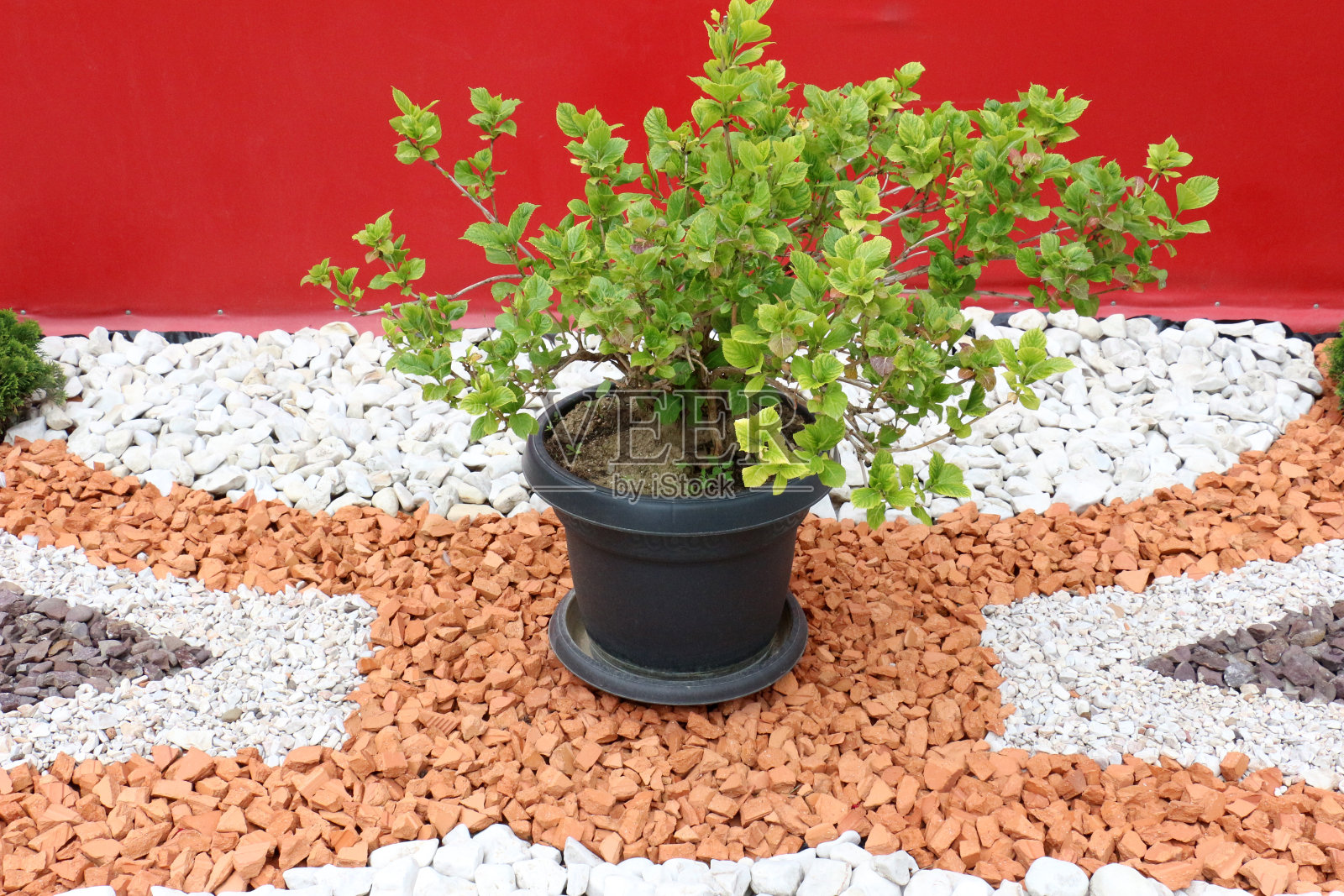 后院美丽的花园照片摄影图片