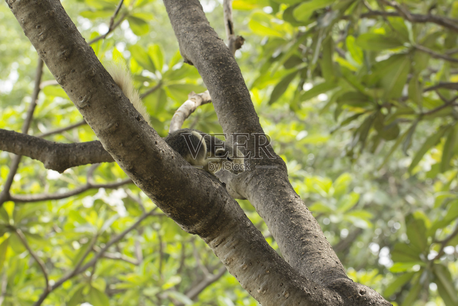 公园里，松鼠在树上抓毛。照片摄影图片