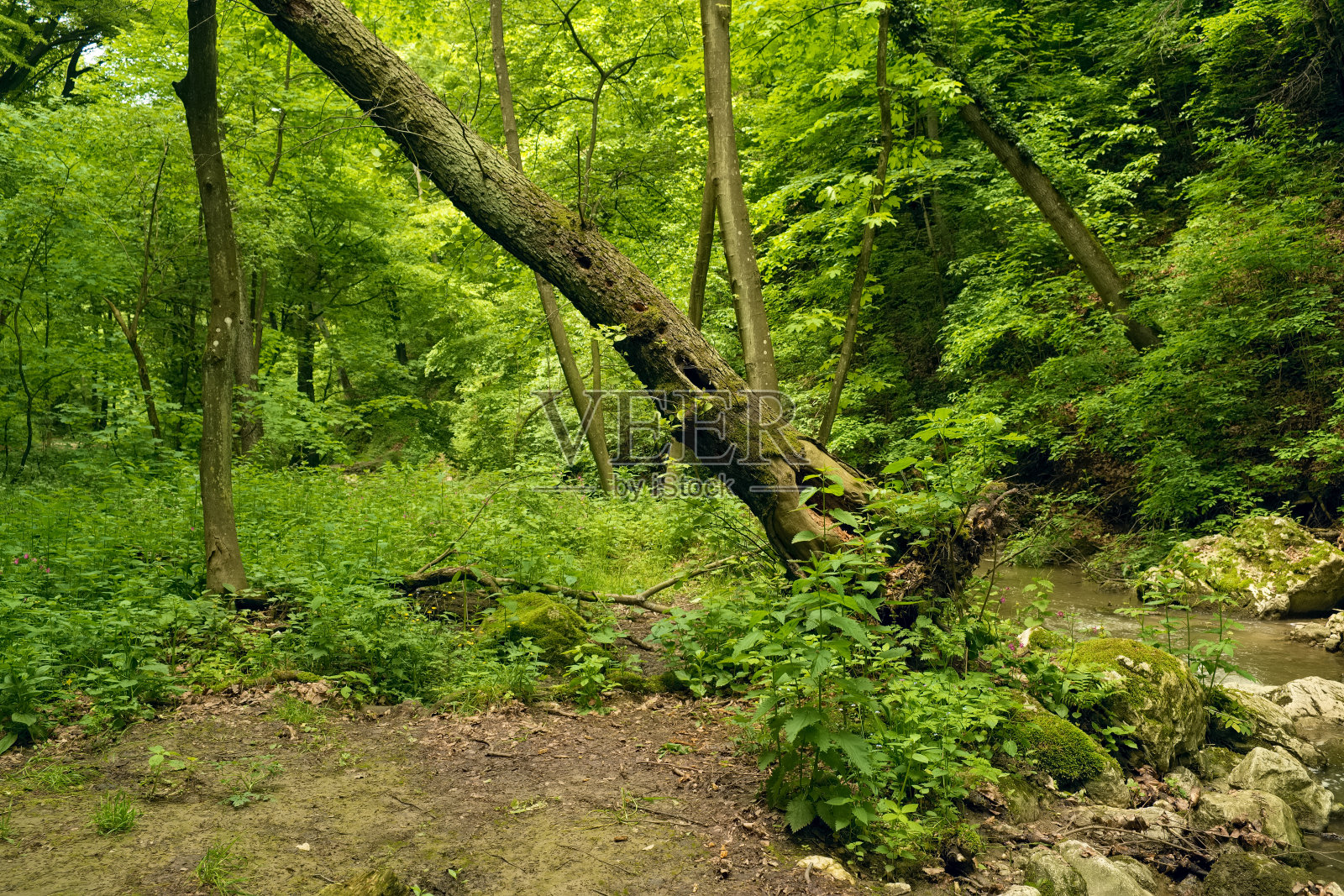 森林中的树干照片摄影图片