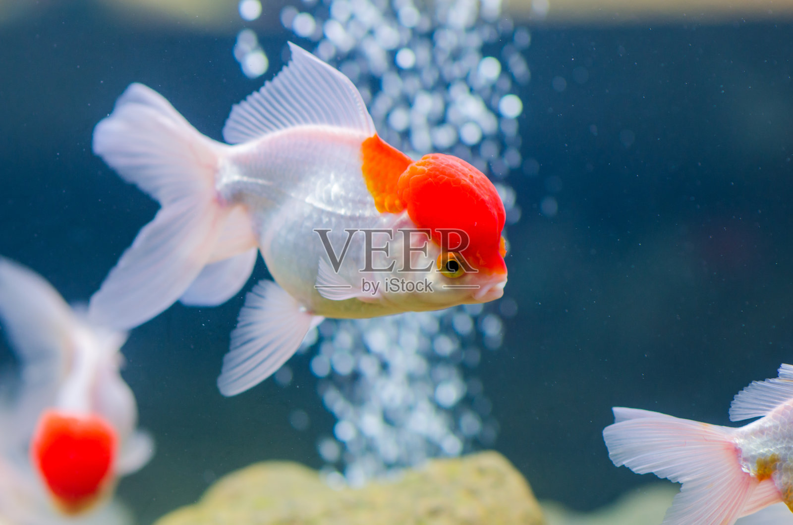 金鱼照片摄影图片