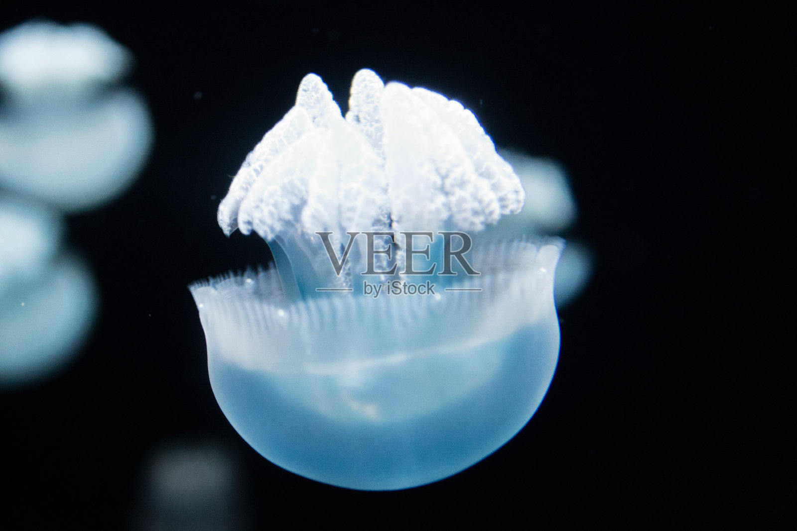 水母特写照片摄影图片