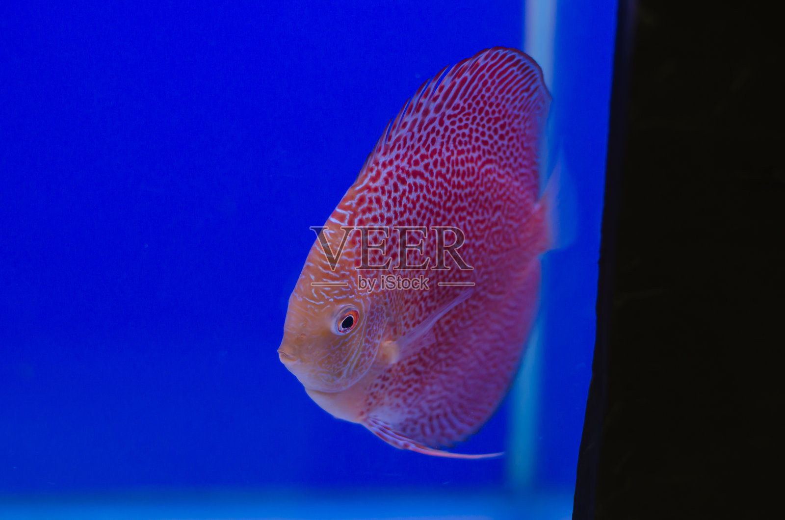 鲷鱼照片摄影图片