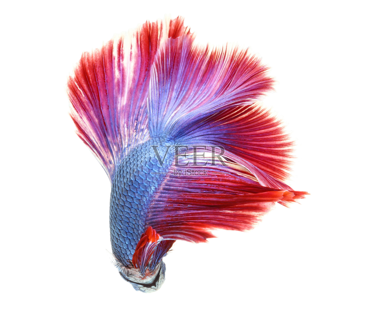 斗鱼，暹罗斗鱼，一串串斗鱼(满月打赌照片摄影图片