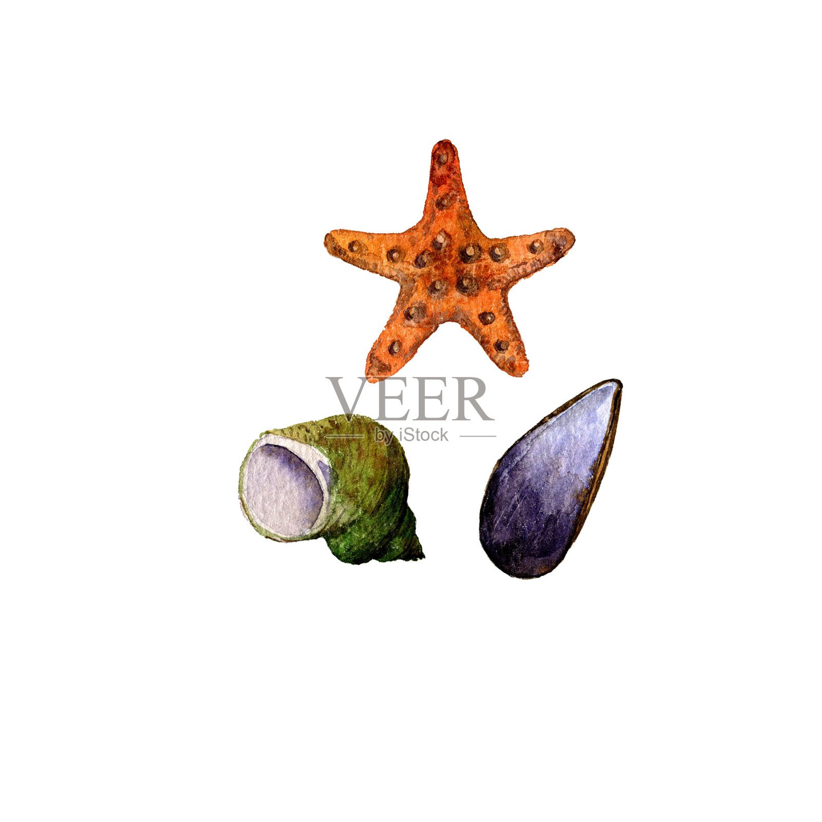 一套水彩画贝壳插画图片素材