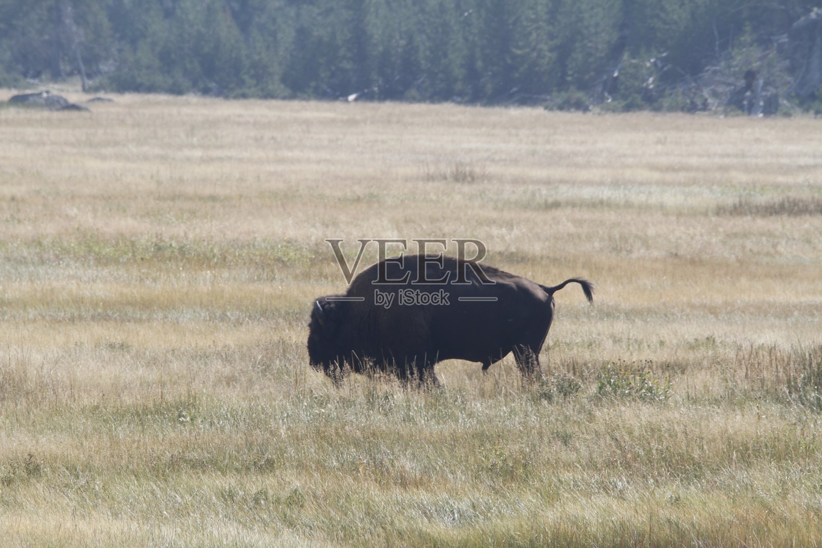 黄石国家公园大提顿山照片摄影图片