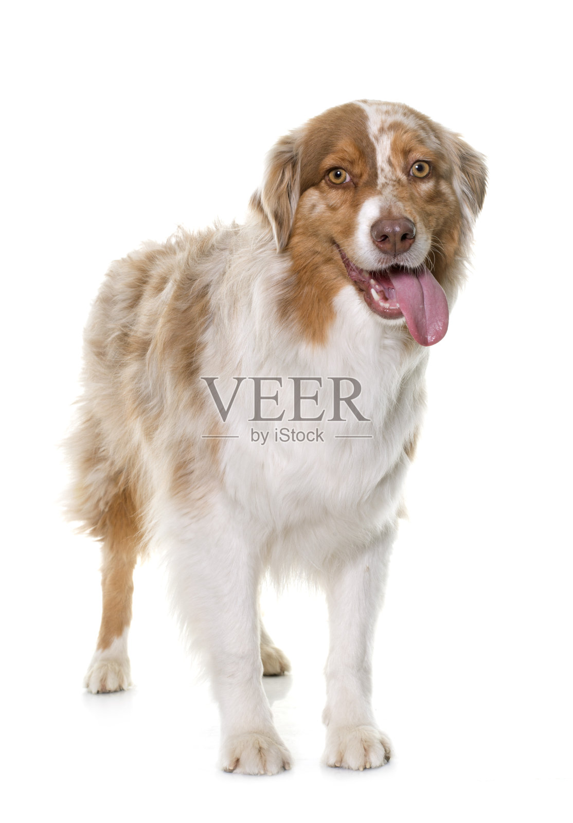 女性的澳大利亚牧羊犬照片摄影图片