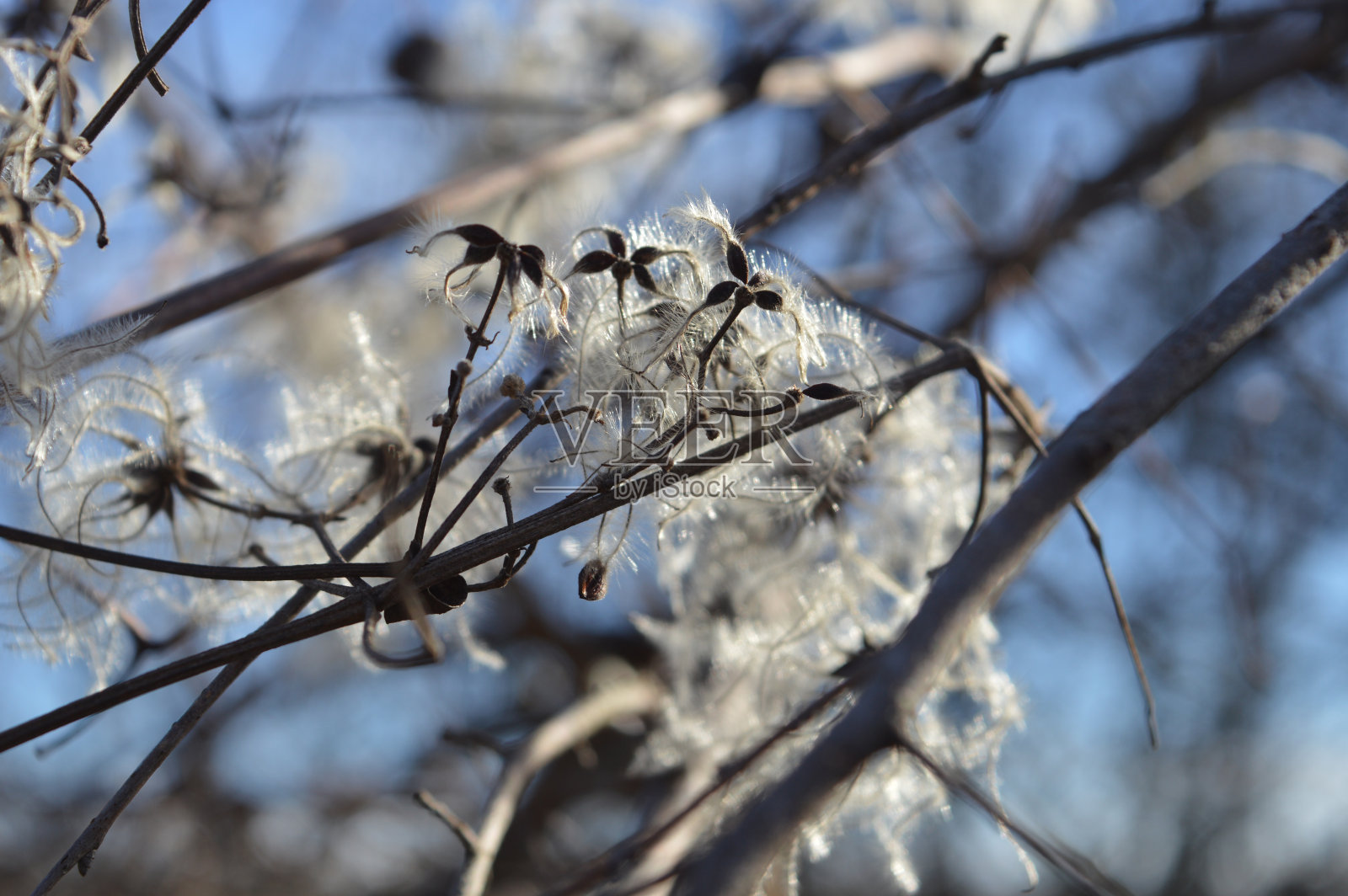 冬季植物积雪特写照片摄影图片