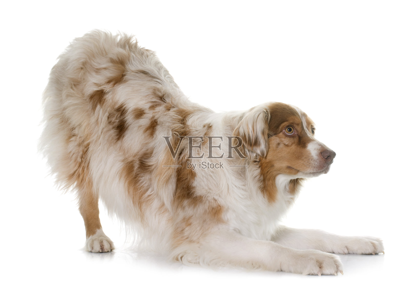 女性的澳大利亚牧羊犬照片摄影图片