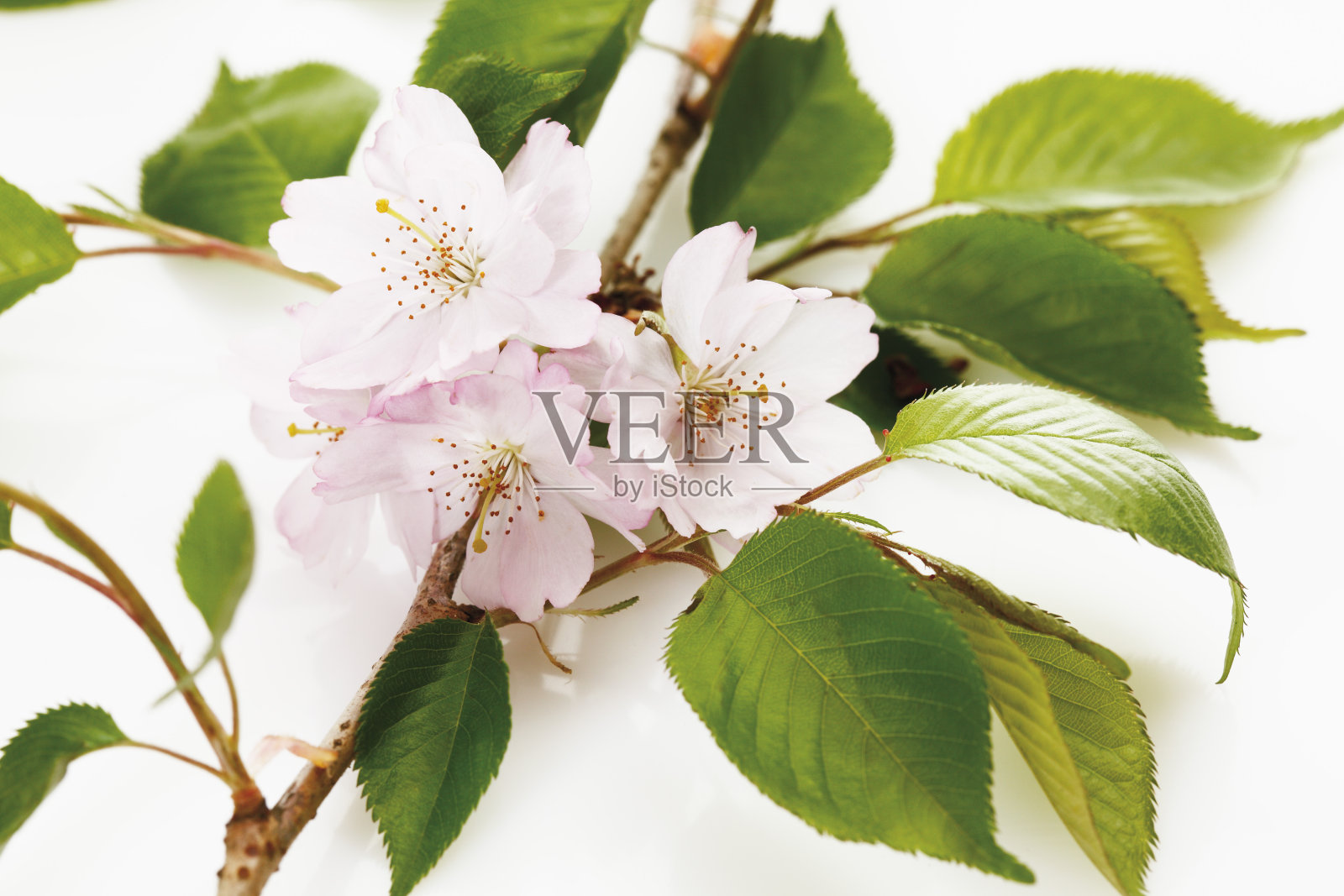 日本樱花照片摄影图片