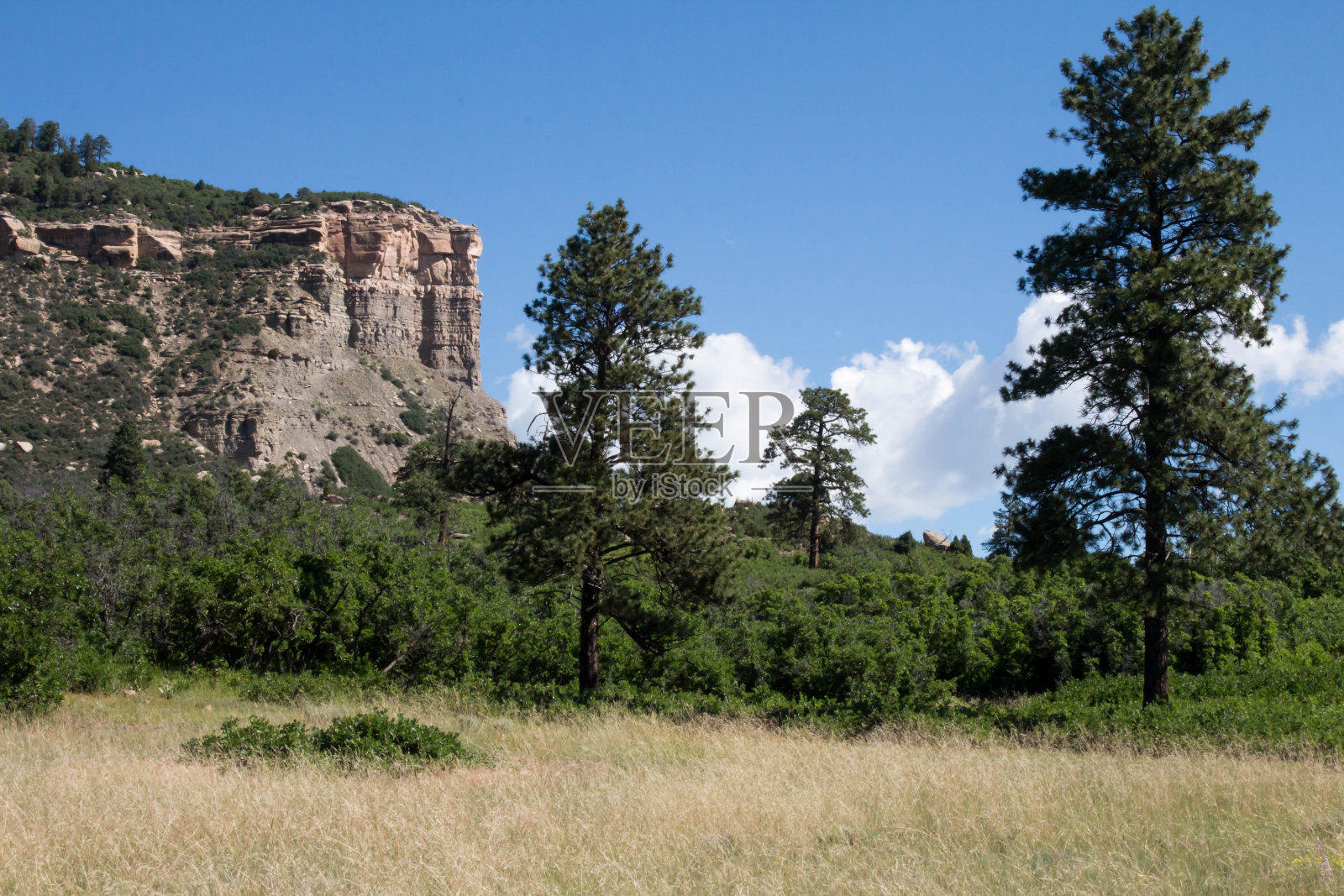 丘陵，干燥的草地，常青树和绿色的灌木照片摄影图片