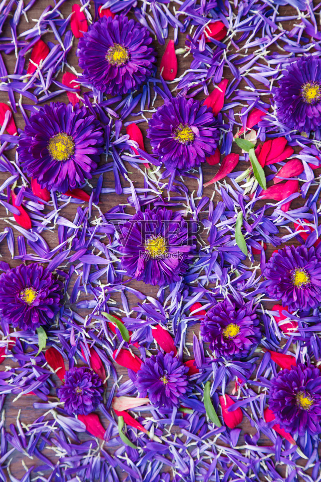 背景是蓝色和红色的花照片摄影图片