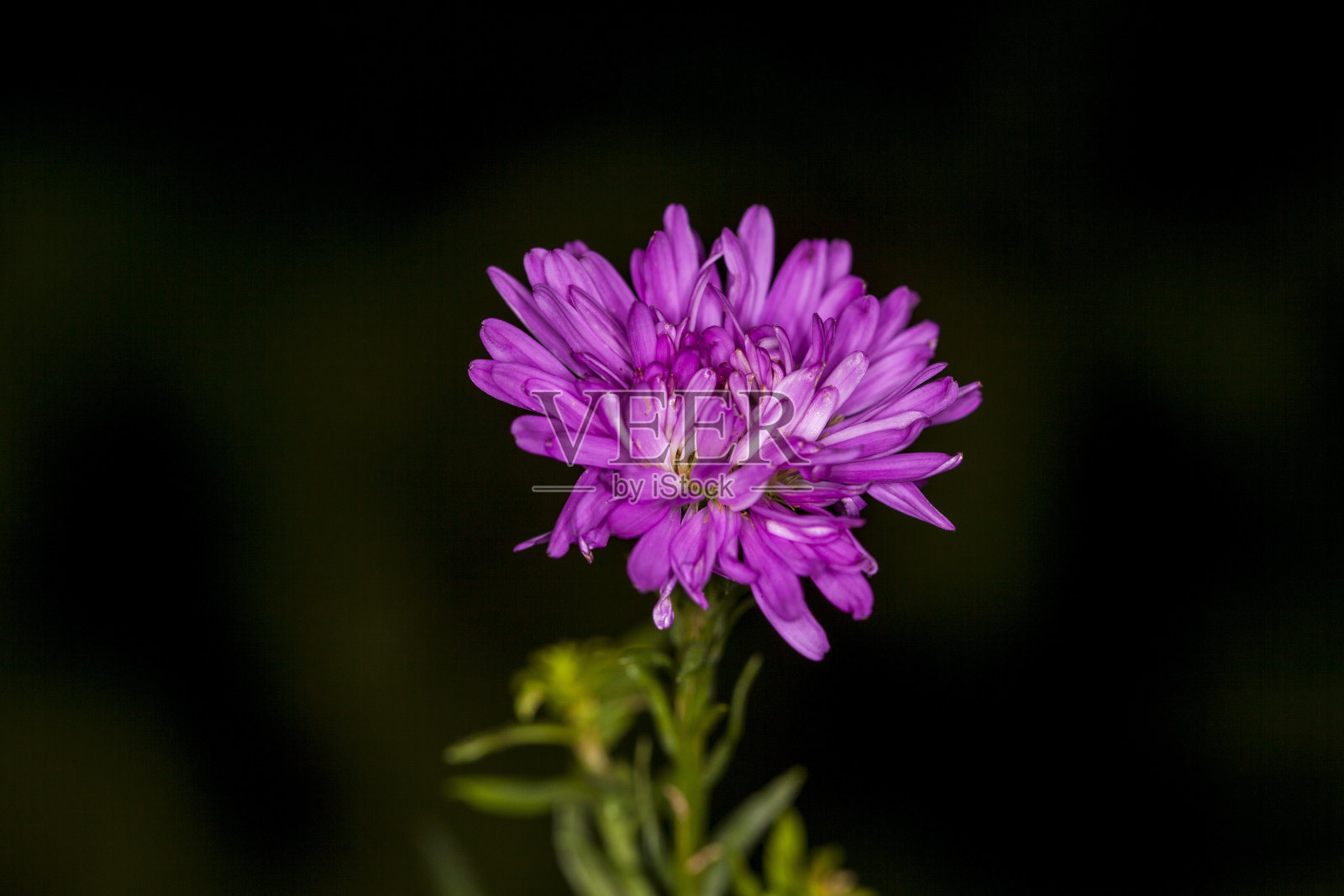 水马齿照片摄影图片