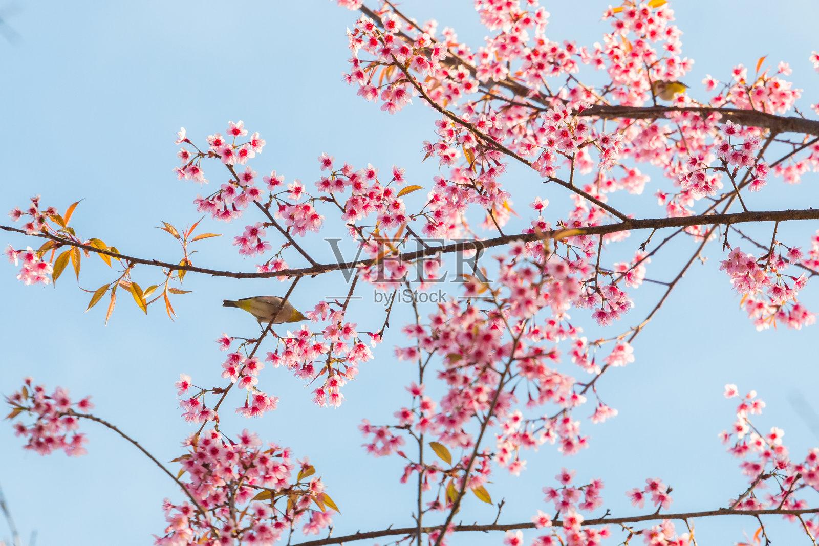 美丽的鸟在樱花上照片摄影图片