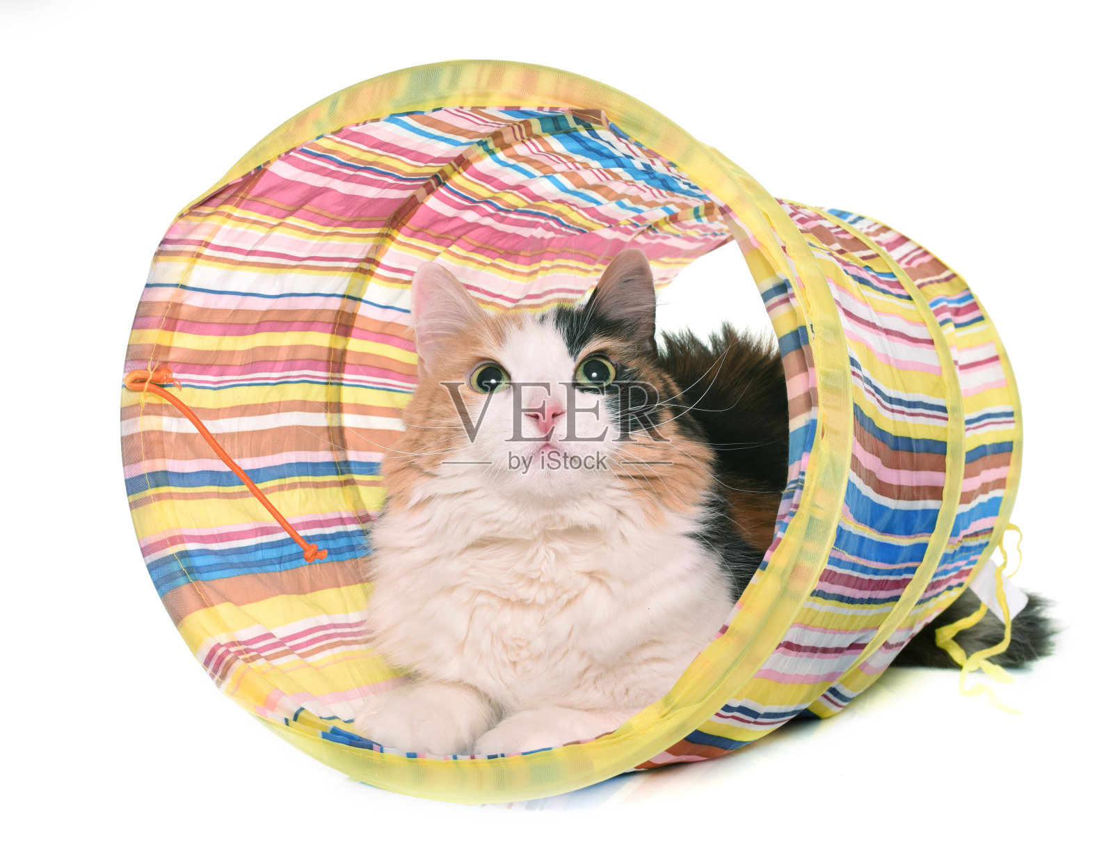 三色猫照片摄影图片