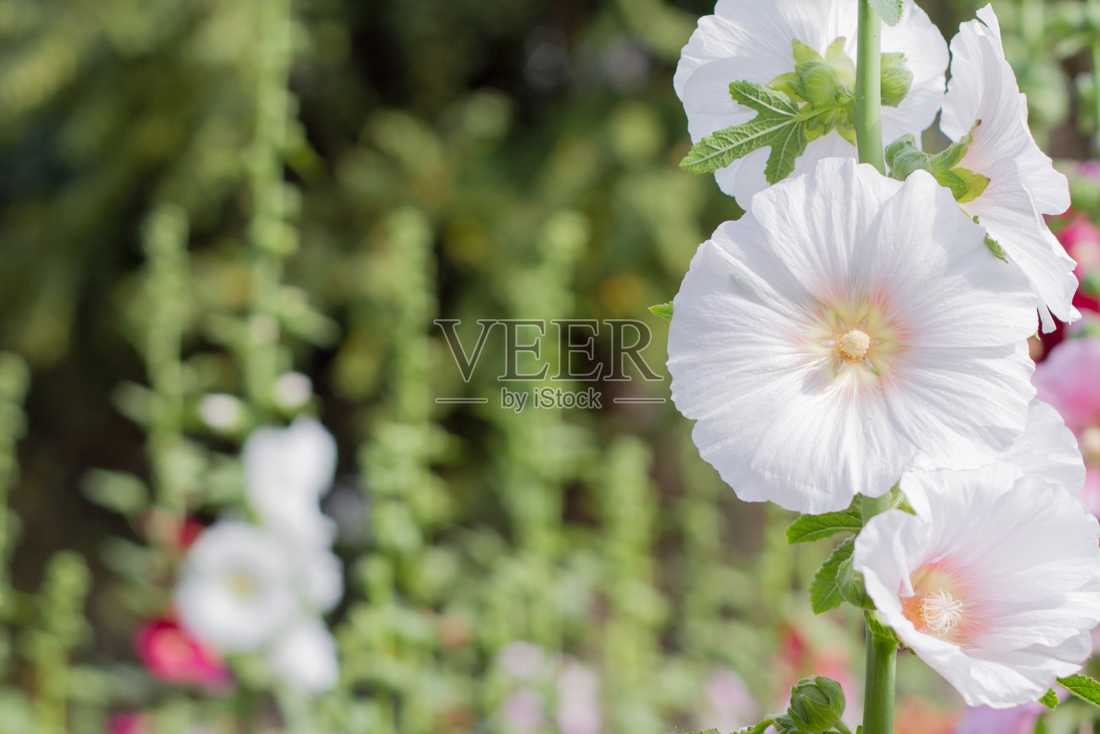 白色的花照片摄影图片