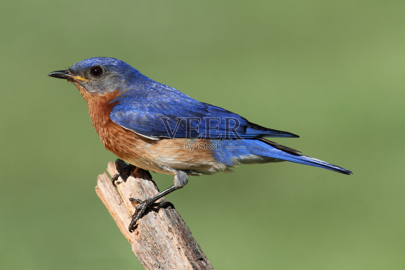 雄性东部蓝鸟照片摄影图片