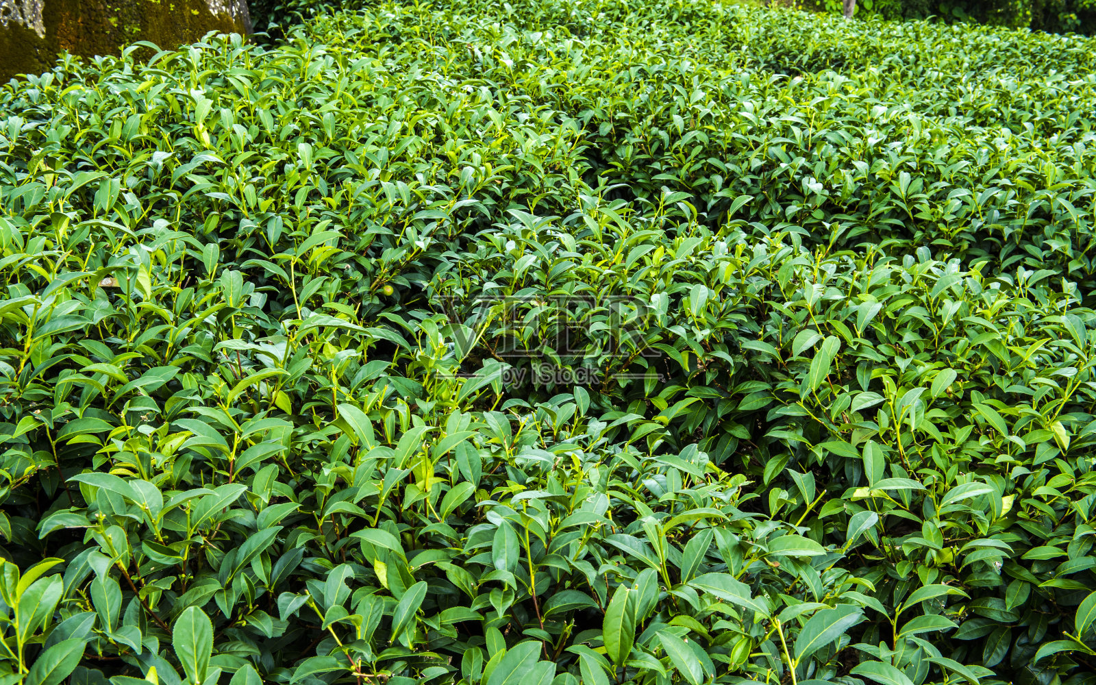 中国，台湾，茶园，茶，生活，梯田，绿色，自然照片摄影图片
