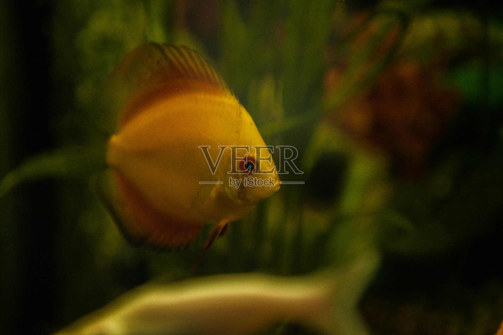 黄色的铁饼鱼照片摄影图片