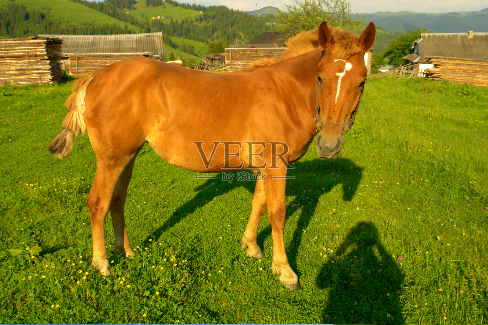 马照片摄影图片