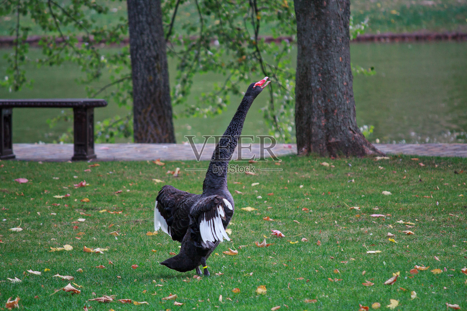 草坪上伸长脖子的黑天鹅照片摄影图片