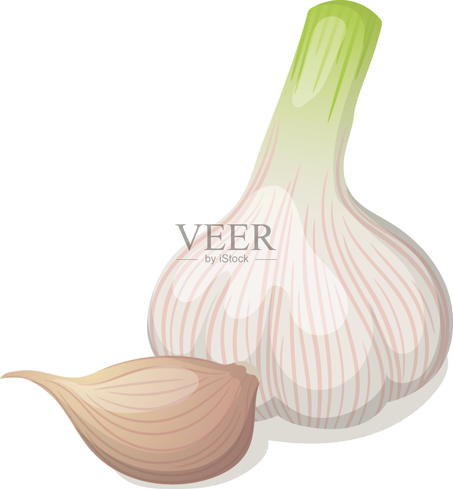 大蒜孤立白色。矢量图插画图片素材