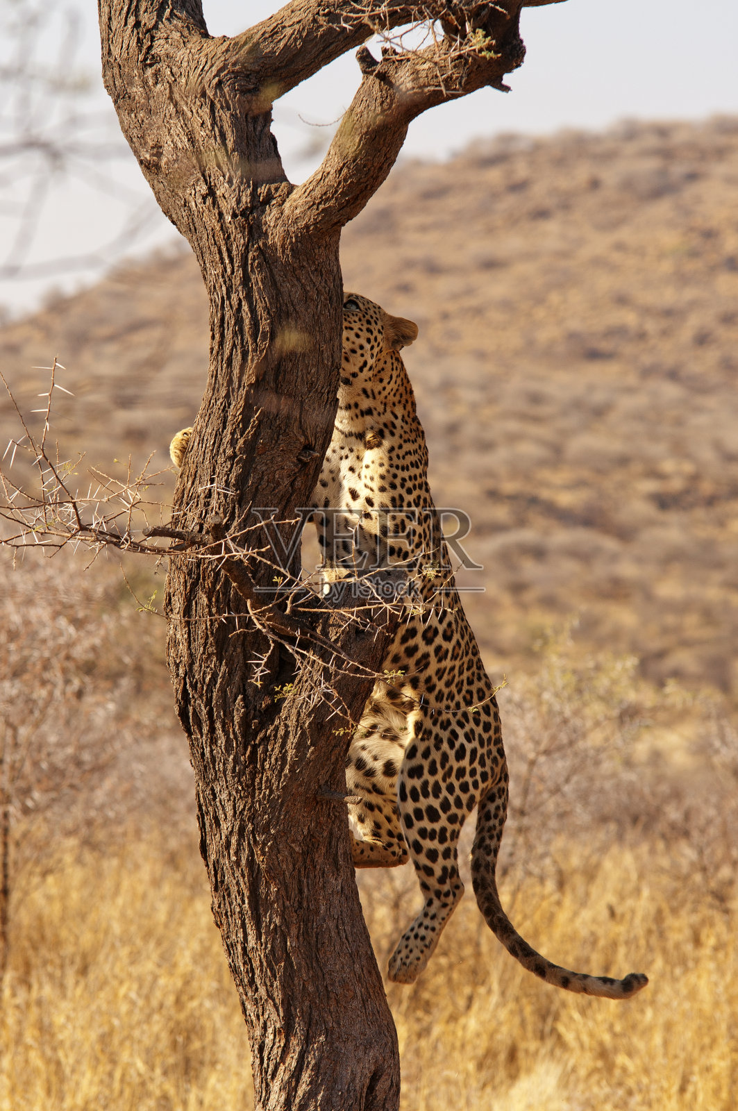 纳米比亚达斯滕布鲁克农场，一只豹正在爬树照片摄影图片