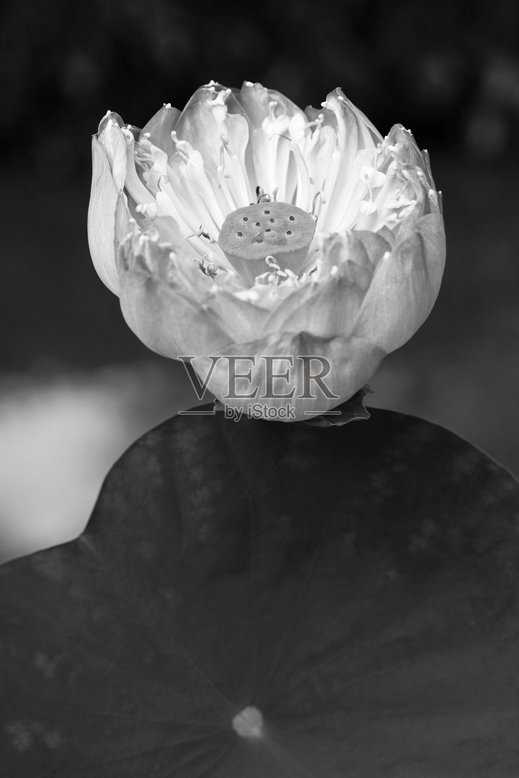 荷花的特写照片摄影图片