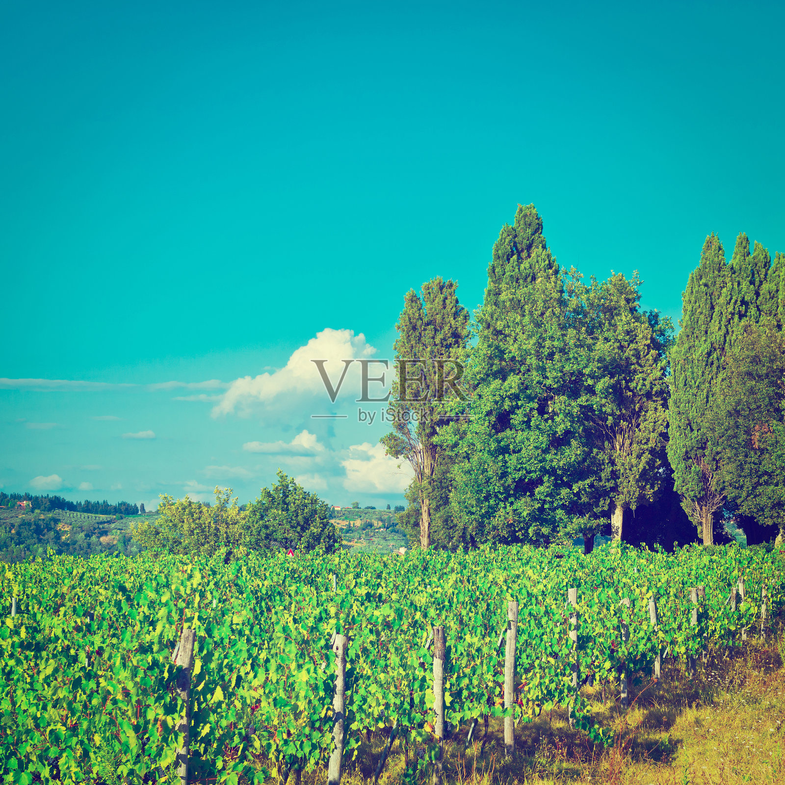 葡萄园照片摄影图片