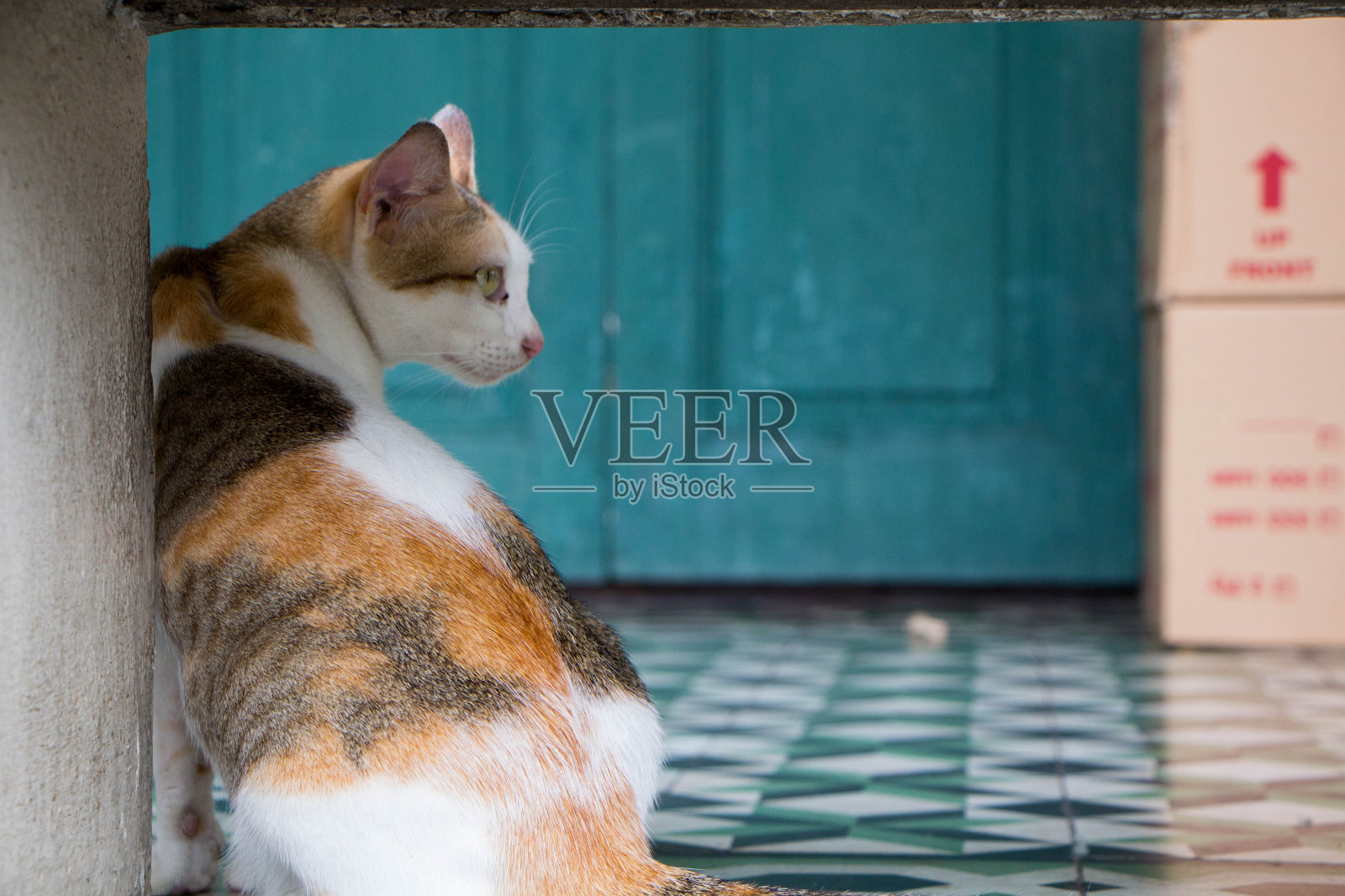 凯特打算向前看。照片摄影图片