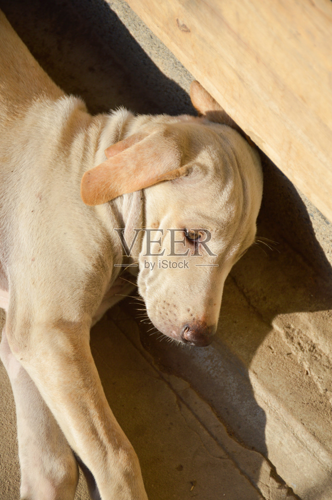 亚洲的狗照片摄影图片